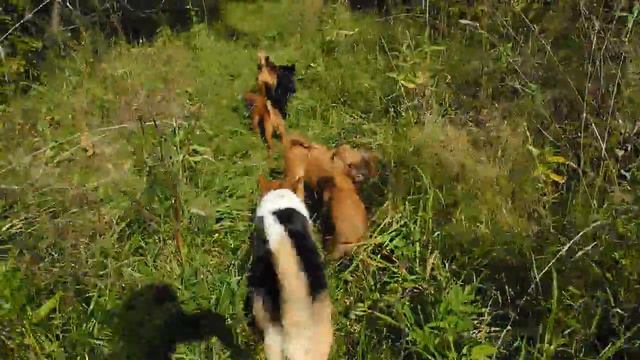 Наши гриффоны и пти-брабансоны на прогулке. Сентябрь 2017г. смотреть онлайн