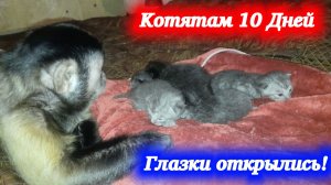 Домашняя обезьянка Алекса и котята! Деткам котика Симбы и кошечки Багиры 10 дней.