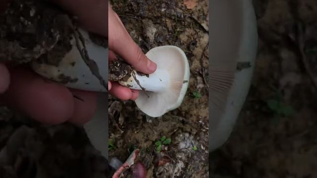 Tasty mushroom Russula virescens. Vinețică pestriță sau hubuliță verde. Oiene gustoase.