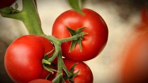 Крупные мясистые плоды! Томат рафинад f1