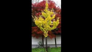 Гингко билоба выращивают не только в Японии, но и у нас, в Петербурге, Ginkgo biloba