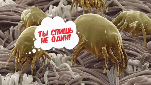 Здоровый образ жизни Сон Как часто нужно стирать постельное белье Мнение ученых