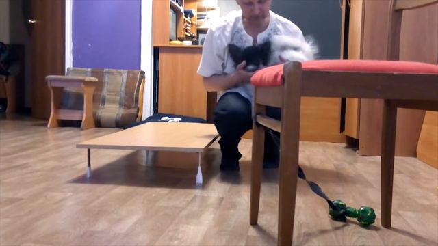 Серия 4. Команды: ползи, полоса препятствий, дай две лапы, высокий барьер. смотреть онлайн