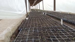 Теплица в теплице или классный парник