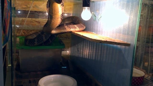 Гипнотизирует кобру с помощью мыльных пузырей