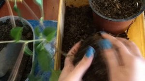 Пересадка бугенвиллии в свежий грунт.