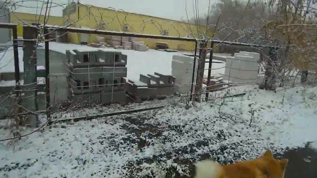 На ЖД переходе. Хати первый раз увидел поезд. смотреть онлайн