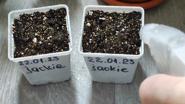 100% Рабочий 🌿способ Укоренения Герани. смотреть онлайн