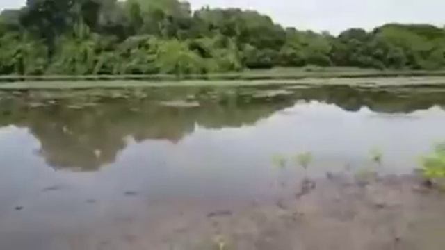 Огромный крокодил украл рыбу у двух австралийцев смотреть онлайн