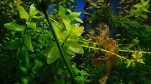 Креветка Фильтратор лучший помощник!