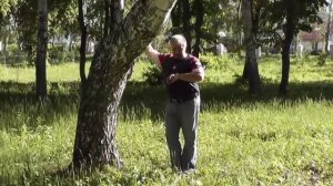 Хмельная сирень