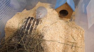 Тайная жизнь песчанок. Песчанка с поломанным хвостом