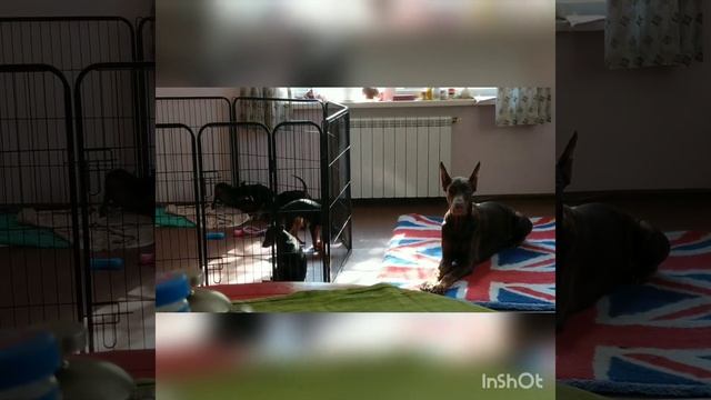 Щенки цвергпинчера. Питомник PRIDE OF KHORTICA. смотреть онлайн