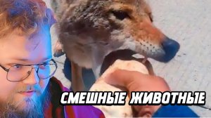 РЕАКЦИЯ ТОХИ: ПОДБОРКА СМЕШНЫХ ЖИВОТНЫХ