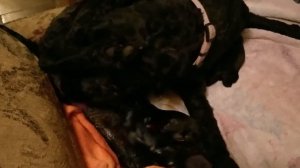 Live Birth Kerry Blue Terrier Having a Baby