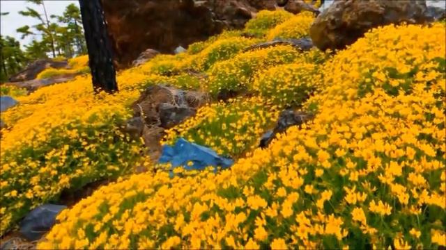 Bebu Silvetti-Piano смотреть онлайн