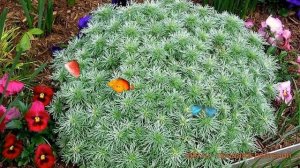 Полынь шмидта Нана (artemisia schmidtiana nana) ? полынь Нана обзор: как сажать саженцы полыни Нана
