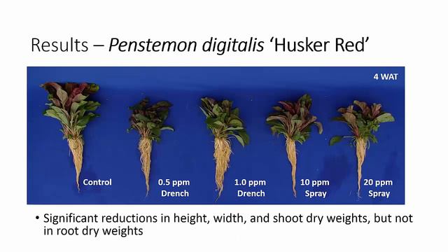 PGR Effects on Root Growth смотреть онлайн