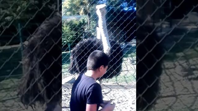 Страус! смотреть онлайн