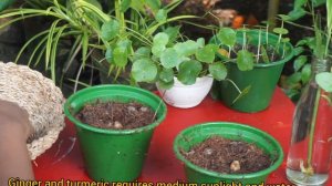 Ginger&Turmeric Harvesting and planting, Immuno Boosting tea for pandemic days, Herbs, simple livin