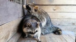 Брачный период у енотов