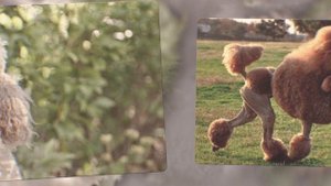 ПУДЕЛЬ. Плюсы и минусы породы POODLE