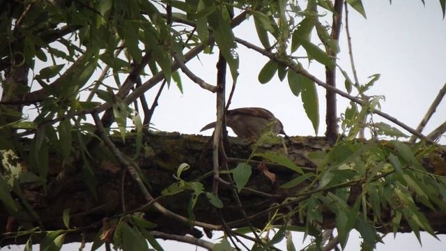 Птенец воробья нашёл гусеницу.... Операторская удача... смотреть онлайн