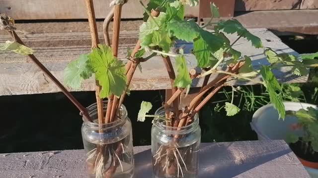 Размножение винограда черенкованием в воде.13.06.2021
