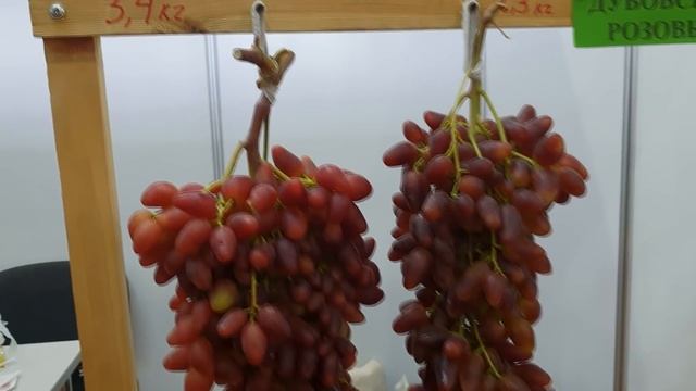 Золотая гроздь Украины 2018, НОВИНКИ ВИНОГРАДА И ЛУЧШИЕ СОРТА смотреть онлайн