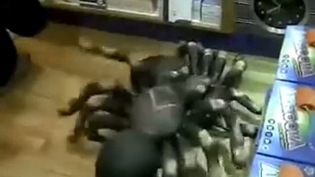 Гигантский паук смотреть онлайн