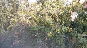 2.08.21 созрела алыча и абрикос   Хабаровский