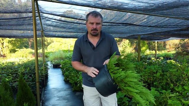 How to grow Andorra Compacta Juniper (Youngstown Juniper) with detailed description