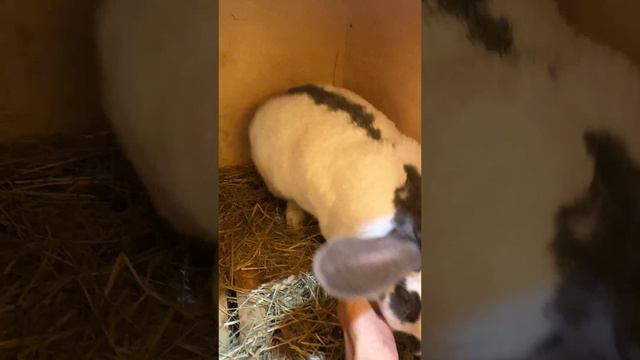 Большой кролик 😱 у кого у бабушки в деревне были кролики🐇 пишите в комментарии интересно сколько нас
