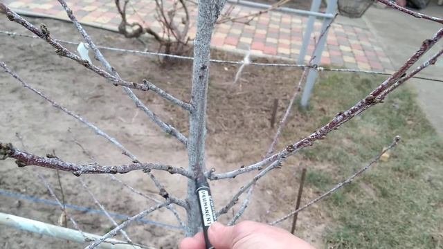 Подготовка к обрезке однолетнего нектарина ,персика .Намечаем план обрезки, весной будет легче.