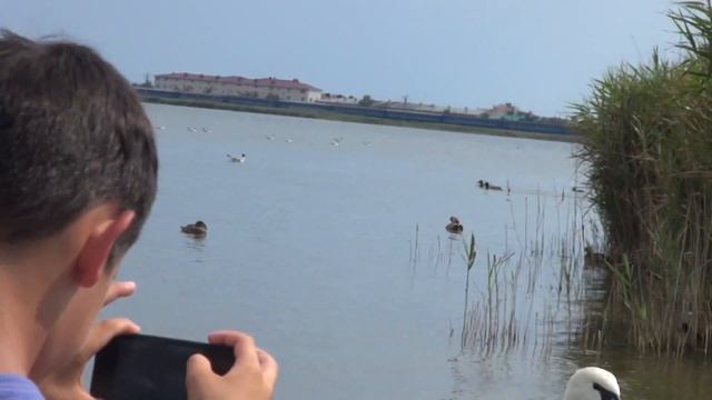 Лебеди напали на человека в Евпатории (Крым) смотреть онлайн