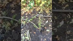 Разведение кизила с косточки