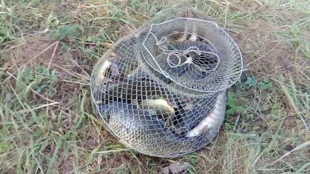 Ночная рыбалка по карпу. рк Дурыкино смотреть онлайн