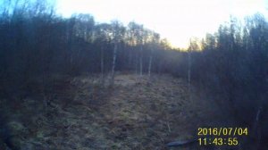 охота на вальдшнепа весной.