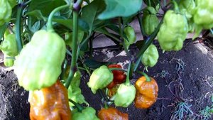 Carolina Reaper Caramel. Сверх острый сорт перца Каролина рипер карамель