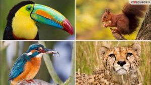 03__Зачем_изучать_биологию_и_химию_.mp4