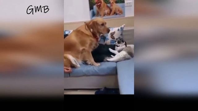 КОТЫ ПРОТИВ СОБАК 😹 СМЕШНЫЕ МОМЕНТЫ ЖИВОТНЫХ 2021 😹 КОТЫ И СОБАКИ ПРИКОЛЫ