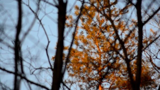 Влог через телеобъектив. Зачем жечь цветы и книгу ? смотреть онлайн