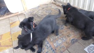 Щенки ВЕО черного окраса из питомника "Легенда Кубани"