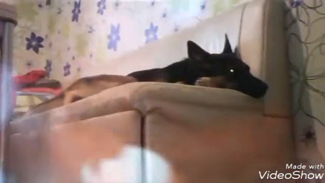 Слайд шоу с моими животными часть 2/Ангелинка апельсинка/животные/слайд шоу/ смотреть онлайн