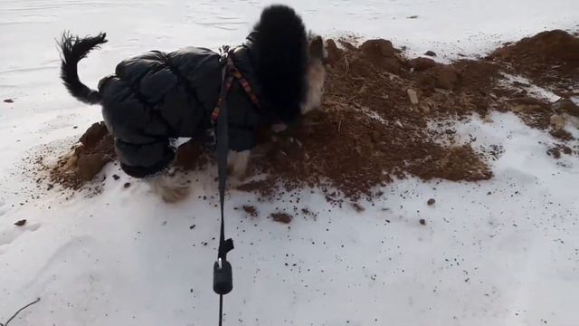 Гуляем с Йорком смотреть онлайн