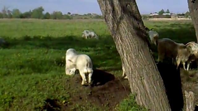 Когда козе нужен козёл смотреть онлайн