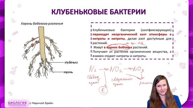 БАКТЕРИИ