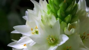 Как распускаются цветы