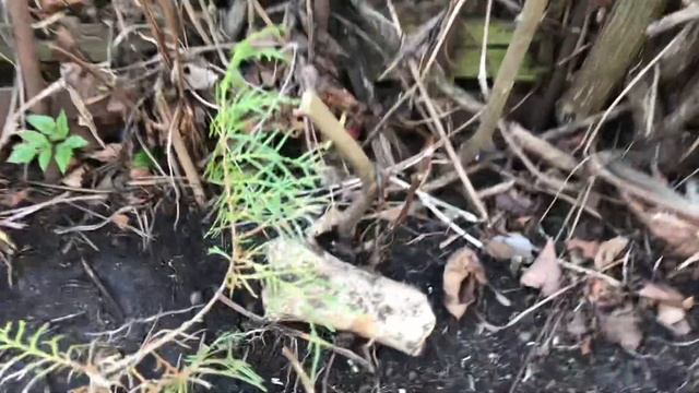 Посадки!!! Ура!!! И это ПРИМУЛ, незабудок, МАРГАРИТОК пора!!! смотреть онлайн