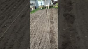 Помидоры под акрил домиком.
